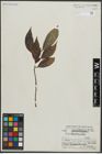 Foto von Salix araeostachya C. K. Schneid.